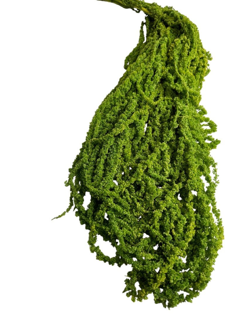 Амарант стабилизированный Specialgreen