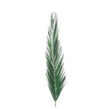 Листья Финиковой пальмы 120-150 см/Phoenix