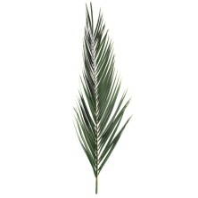 Листья Финиковой пальмы 80-100 см/Phoenix