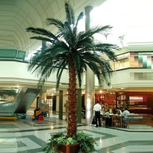 Финиковая пальма дерево 350 см, 56 листов