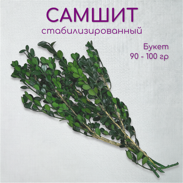 Самшит/ Buxus