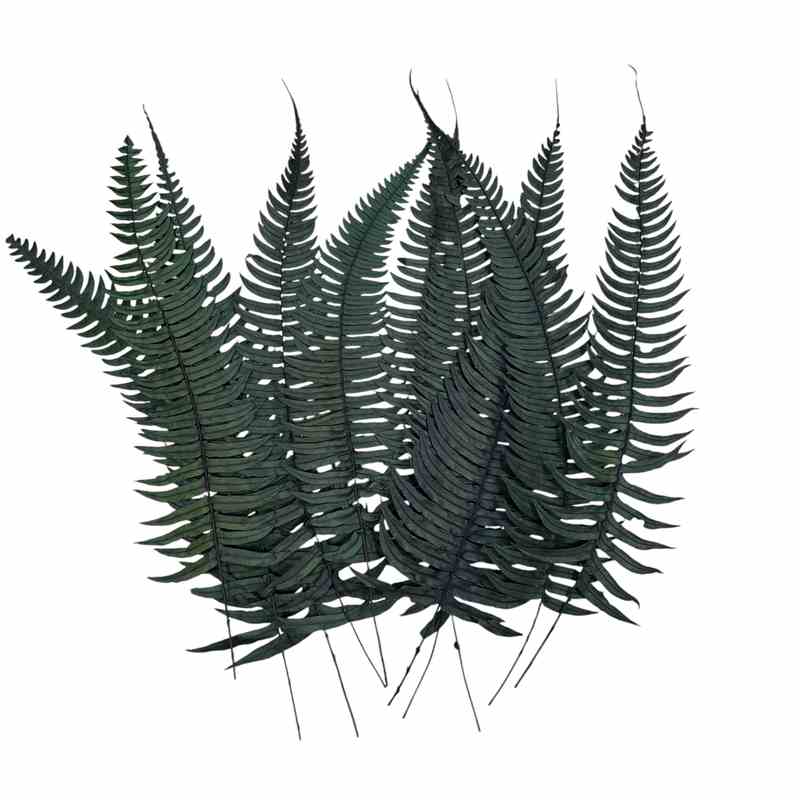 Папоротник Рок Ферн (По 10 шт) / Rock Fern 10 Stems