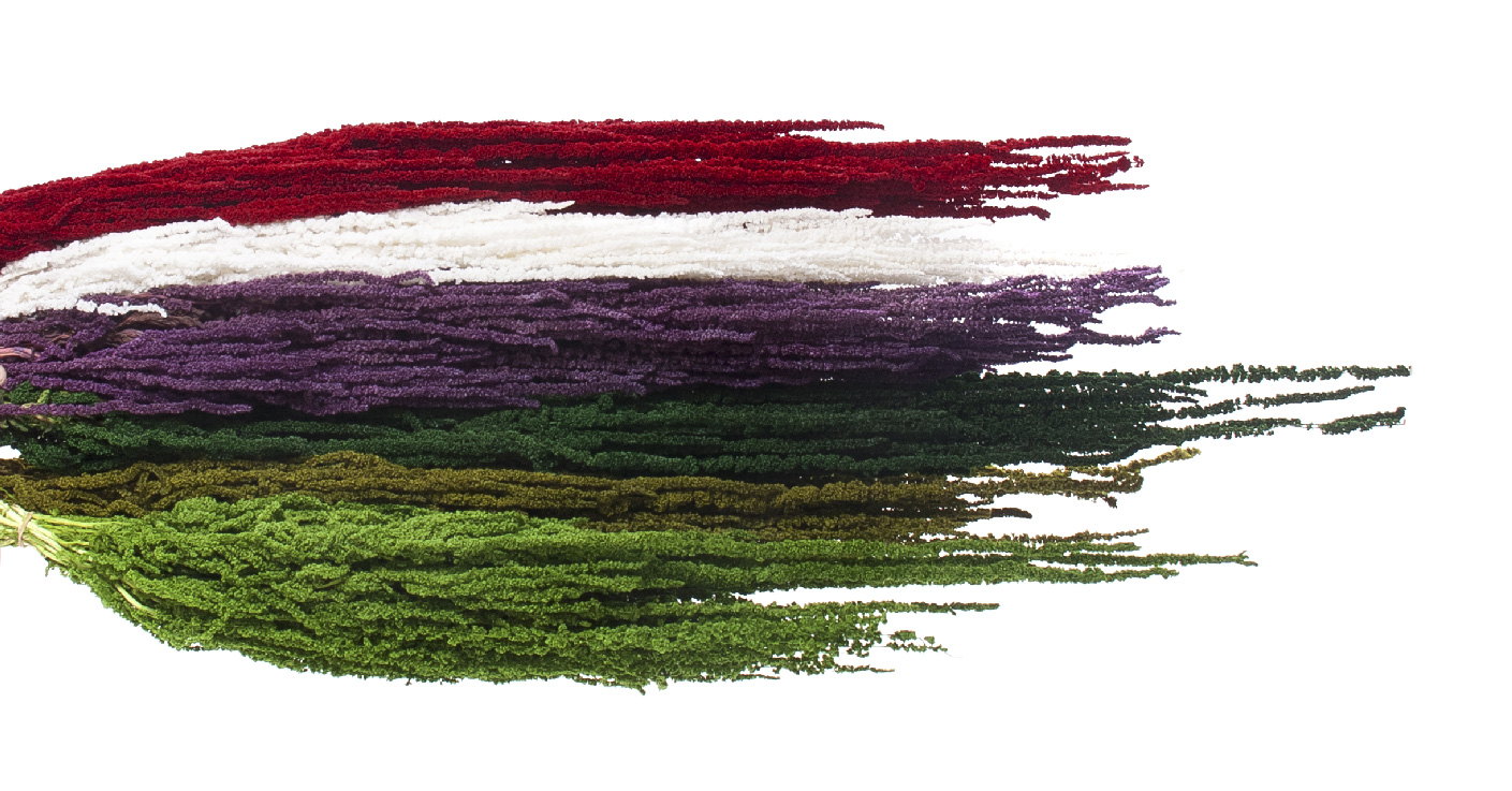 Амарант/Amaranthus
