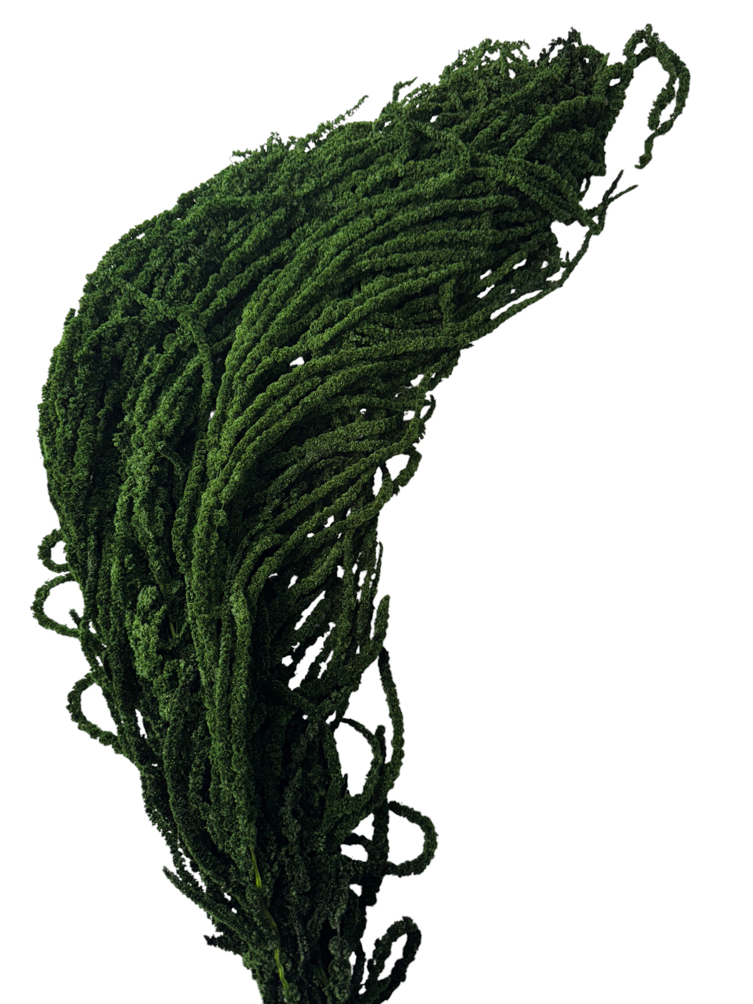 Амарант стабилизированный Specialgreen