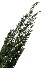 Туя Западная ветви стабилизированные Specialgreen