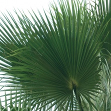 Листья пальмовые Вашингтония 120-140 см стабилизированные/ Washingtonia