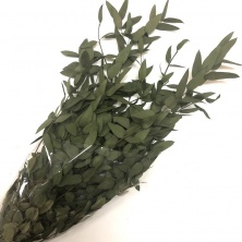 Эвкалипт Парвифолия-Николи стабилизированный / Eucaliptus Parvifolia Specialgreen