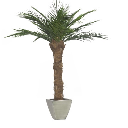 Финиковая пальма дерево 160 см, 17 листов