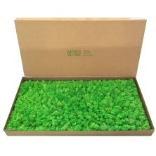 Moss Wall Panel Панель из Мха Specialgreen для создания Зеленой стены, 118Х60 см, настенная для декора из стабилизированного мха - купить в SPECIALGREEN