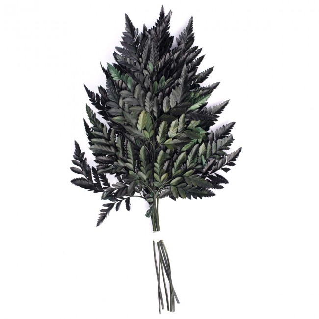Папоротник Кожаный (По 6 штук) стабилизированный / Fern 6 Stems