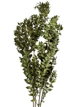 Рускус сухоцвет Specialgreen