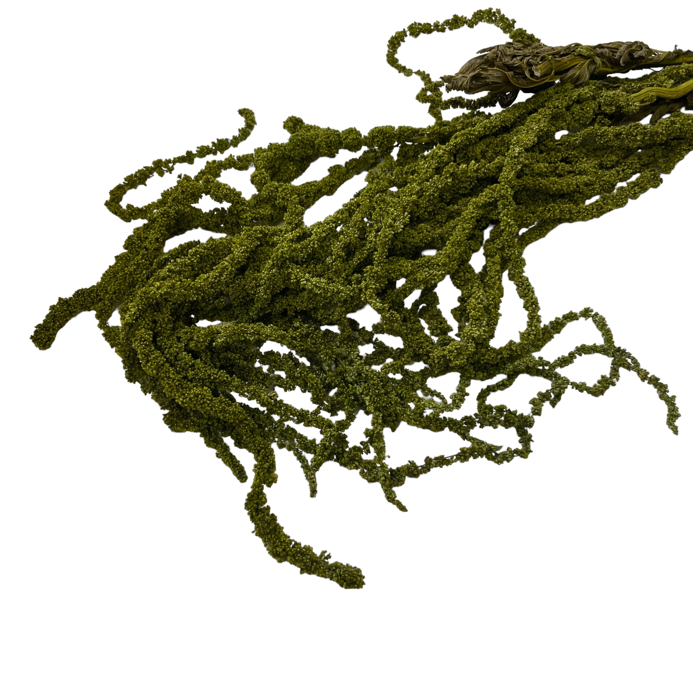 Амарант/Amaranthus