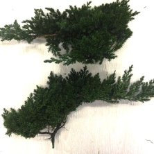 Можжевельник малый/Juniperus Procumbens Nana