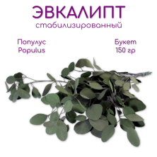 Эвкалипт Популус Тополь эвкалиптовый / Populus