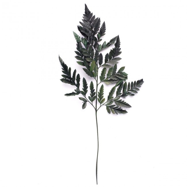 Папоротник Кожаный (По 6 штук) стабилизированный / Fern 6 Stems