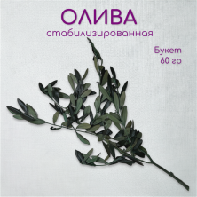 Листья Оливы стабилизированные / Olive Green