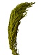 Амарант стабилизированный Specialgreen