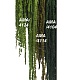 Амарант / Amaranthus