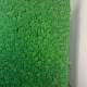 Зеленая стена из Финского Мха Ягеля лайт, 1М2Зеленая стена из Финского Мха Ягеля лайт, 1М2 для декора из стабилизированного мха - купить в SPECIALGREEN