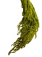 Амарант стабилизированный Specialgreen