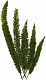 Лисохвост (Фокстэйл) стабилизированный / Foxtail Asparagus densiflorus myersii