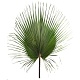 Листья пальмовые Вашингтония 80-100 см стабилизированные/ Washingtonia