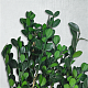 Самшит/ Buxus