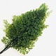 Папоротник Люти (По 6 штук) стабилизированный / Fougerre Lutti Fern 6 stems