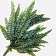 Папоротник Фельси (По 6 шт)/ Felci Fern 6 Stems