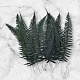 Папоротник Рок Ферн (По 10 шт) / Rock Fern 10 Stems
