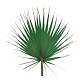 Листья пальмовые Вашингтония 40-60 см стабилизированные/ Washingtonia