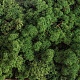Мох стабилизированный ягель Specialgreen 0,5кг зеленый-лес