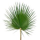 Листья пальмовые Вашингтония 60-80 см стабилизированные/ Washingtonia