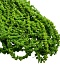 Амарант стабилизированный Specialgreen