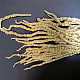 Амарант/Amaranthus