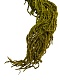 Амарант стабилизированный Specialgreen