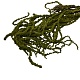 Амарант/Amaranthus