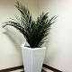 Финиковая пальма кустовая 100 см